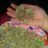 710DJ420