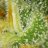 island_grow