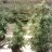 Potberry_Dopeboy