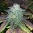 Growtonics