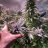 budzygreen