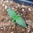ilumigrower