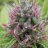 OK_LA_GENETICS