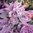 BobR420