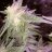 Pappahybrid42