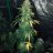 RJWcannabislover