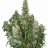 BlazinDubies