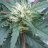 Miket420