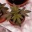 GROWLIFE23