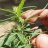Growtosmoke