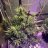 bcbudlover