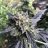 Dukeofchron420