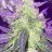 Von420