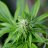 Reefer_Bill