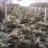 Planttrees