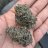 Indo_growin561