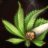 NYBeginerGrower
