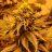 Desert_Flower