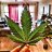 Matour420
