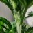Pistil_Wippt
