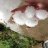 BigMike55
