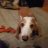 Houndog