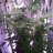 Motamonte