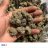 Bigskunkbuds