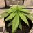 cain_grownoob