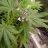 2020grow