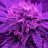 bsbuds