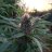 budpicker