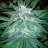 Toker01