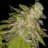 Thc.Grower20