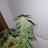 IndoorIndicas