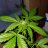 1stimegrower420