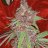 Lemonsdopegrow