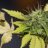 grow_autofolower