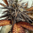 bankofseeds