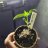 KingGrower420