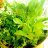 MycorrhizaeMan