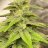 BudMoney