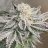 JungleKing710
