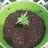 420kay