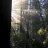 Pixrthis