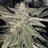 Rickypohiogrower32