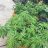 NorCalCrop650