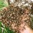 mitche_01