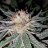 Ryro420