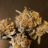 Smurfinherb